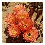 Echinopsis